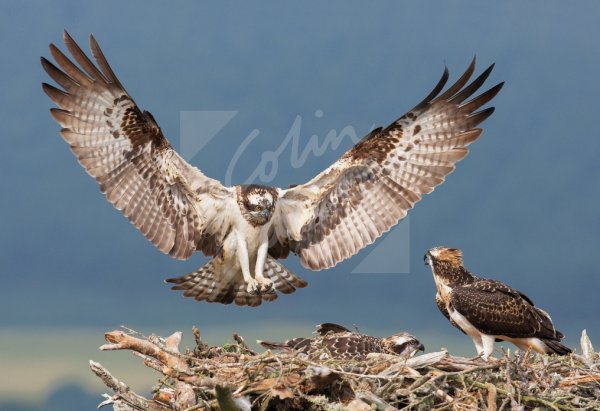 Ospreys on Nest Postcard (H Std CB)