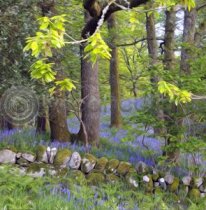 Bluebell Oaks Colour Art Greetings Card