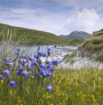Harebells on the Beach, Vatersay Colour Art Greet Card
