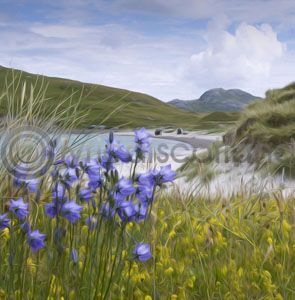 Harebells on the Beach, Vatersay Colour Art Greet Card