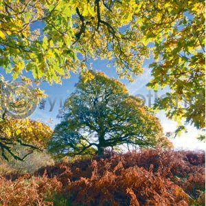 Three Oaks Colour Photo Greetings Card