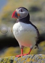 Puffin Magnet