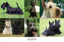 Scotties Composite Postcard