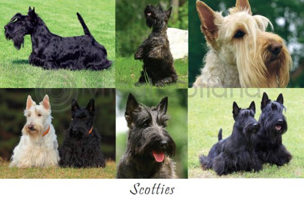 Scotties Composite Postcard