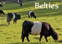 Belties Magnet