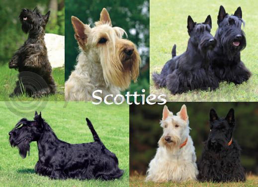 Scotties Composite Magnet