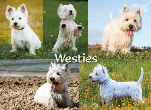 Westies Composite Magnet