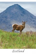 Young Stag - Scotland Postcard