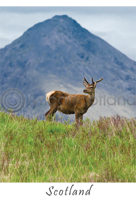 Young Stag - Scotland Postcard