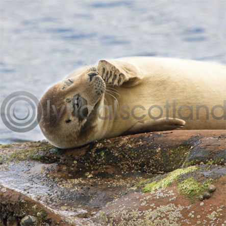 Scottish Seal Colour Photo Greetings Card