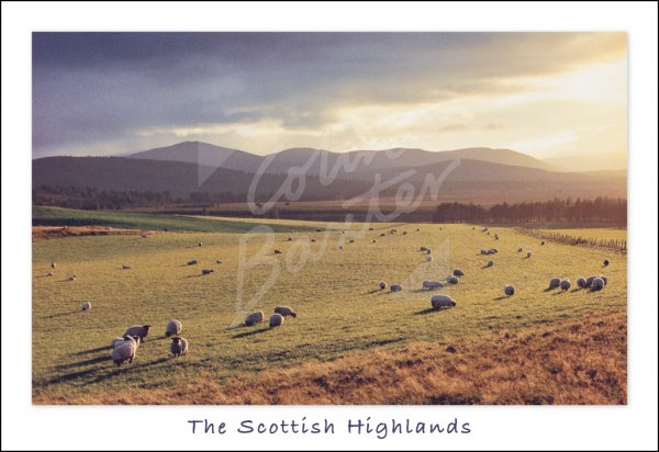 Abernethy, Cairngorms, Highlands Postcard