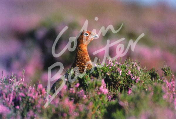 Red Grouse 1 Postcard