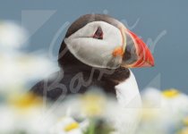 Atlantic Puffin 1 Magnet