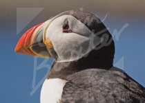 Atlantic Puffin 2 Magnet