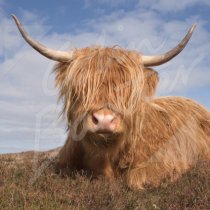 Highland Cow Greetings Card