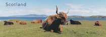 Highland Cows Postcard
