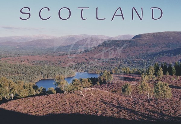 Cairngorms & Rothiemurchus, Highlands Postcard