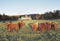 Highland Cattle at Balmoral Castle Postcard