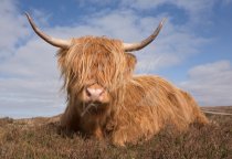 Highland Cow Sitting down face on Postcard