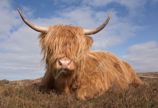 Highland Cow Sitting down face on Postcard