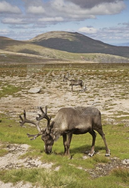 Reindeer, Cairngorms National Park Postcard