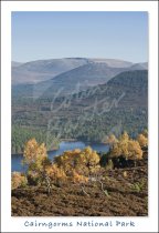 Rothiemurchus, Cairngorms National Park Postcard