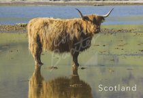 Highland Cow Reflection Postcard