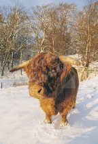 Highland Bull Postcard