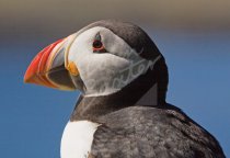Atlantic Puffin Postcard