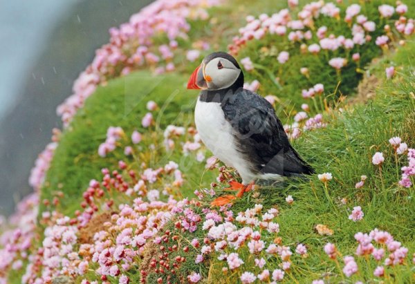 Atlantic Puffin & Sea Pinks Postcard