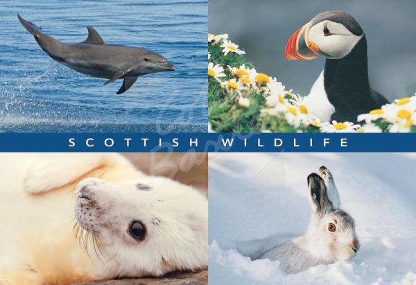 Dolphin, Puffin, Seal, Hare Comp Postcard