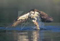 Osprey in Flight with Fish Postcard