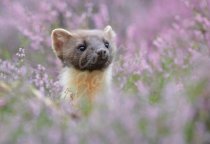 Pine Marten Postcard