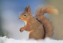 Red Squirrel Postcard