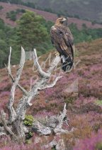 Golden Eagle Postcard