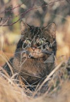 Scottish Wildcat Postcard