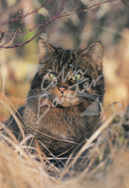 Scottish Wildcat Postcard