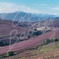 Heather Moorland, Cairngorms Greetings Card