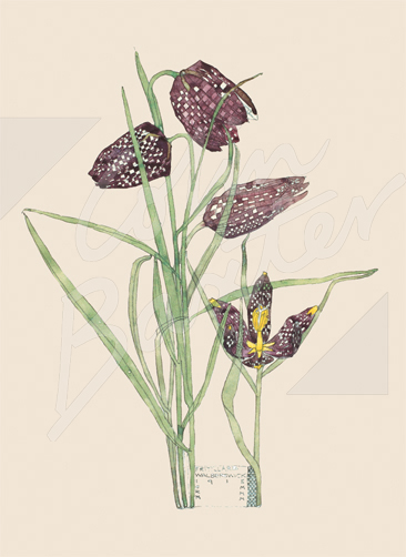 Fritillaria - (2 sheets 2 tags) Gift Wrap Pack