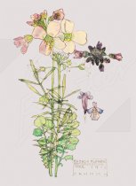 Cuckoo Flower, Chiddingstone Gift Tag