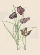 Fritillaria Gift Tag