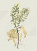 Veronica, Wlberswick (1915) Gift Tag