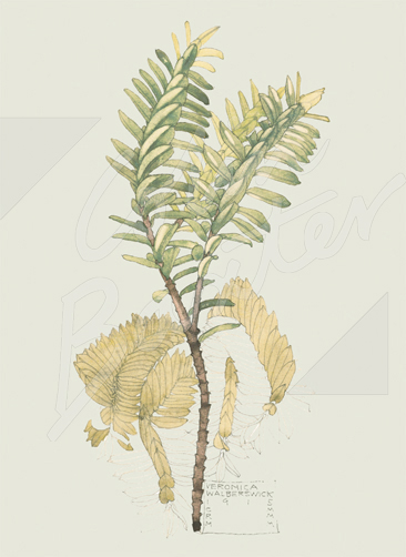 Veronica, Wlberswick Gift Tag