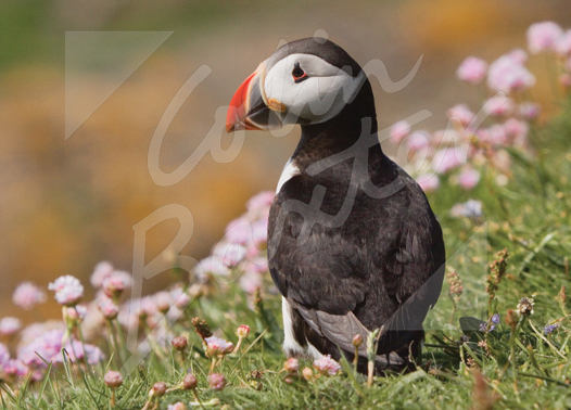 Atlantic Puffin & Sea Pinks Magnet