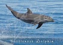 Bottlenose Dolphins Magnet