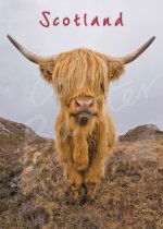 Highland Cow Magnet Face On Magnet