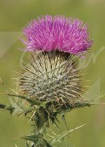 Scottish Thistle Magnet