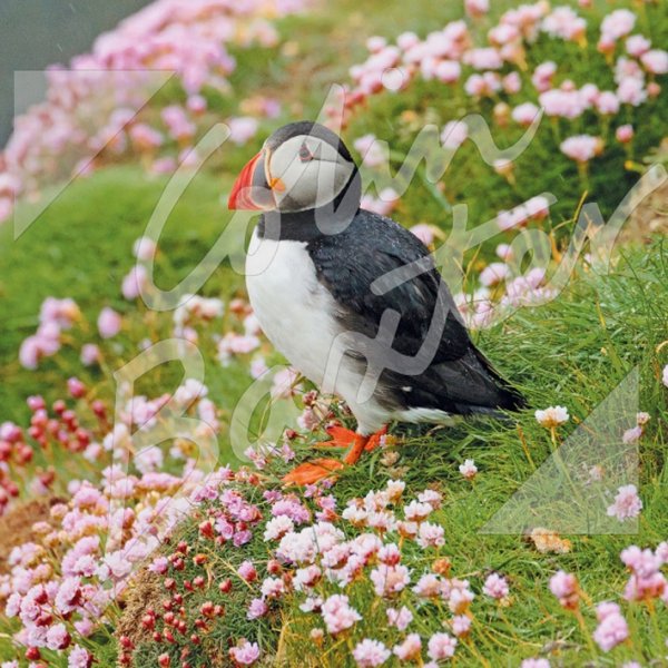 Atlantic Puffin with Sea Pinks Greetings Card