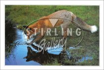 Red Fox, Water Postcard