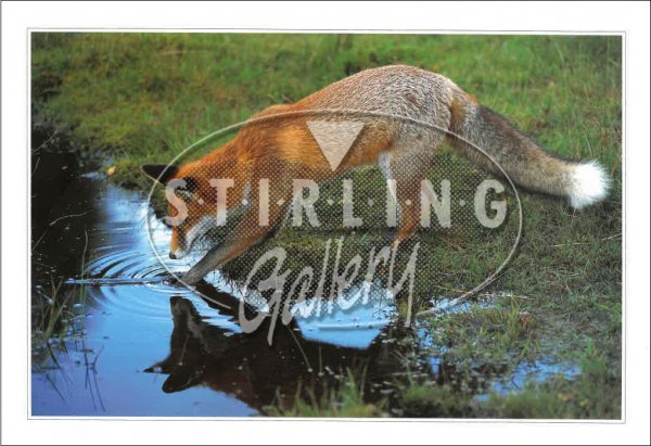 Red Fox, Water Postcard
